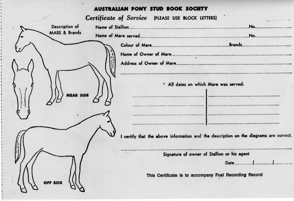 32 Australian Pony Stud Book Society
