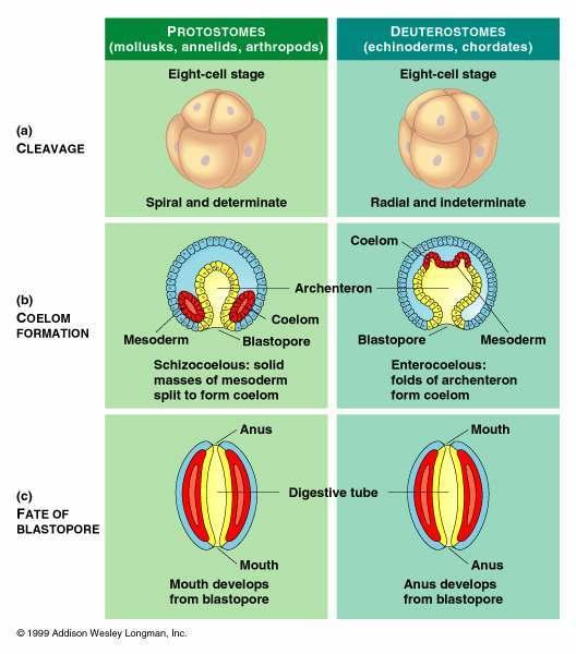 Protostomes vs Deuterostomes Animals that have a true coelom and complete digestive system can be divided into two main groups.