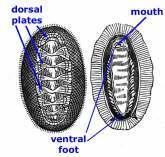 2. Major Classes A) Chitons -marine -eat algae -muscular foot located on bottom surface -upper surface has 8 overlapping shell valves for protection B) Gastropoda -largest group of mollusks - most