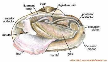 Garden snails, slugs, nudibranchs (sea slugs), snails C) Bivalvia - have shells divided into two halves connected by a ligament along one edge - two strong muscles pull the halves together - complex