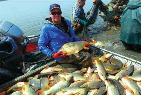 Success Stories A Decade of Common Carp Research and Management in Minnesota Przemyslaw G. Bajer Insights for managers The common carp Common carp is a large (~ typically 600-800 mm; 2 3 ft.