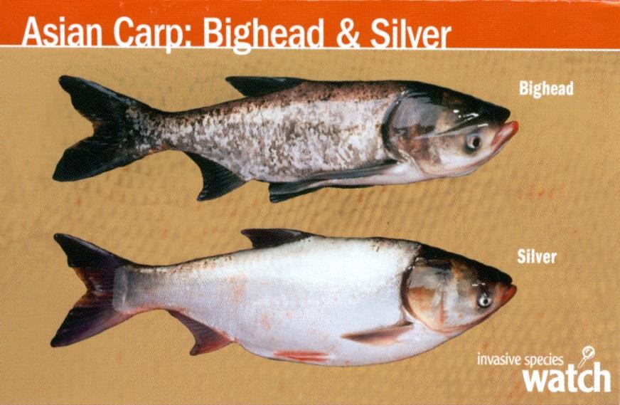 Asian Carp Regional Coordinating Committee Established by the White