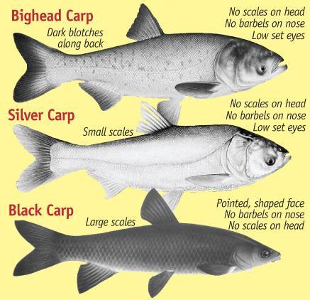 ACRCC Focus Four Species ( Asian carp ): Bighead carp filter