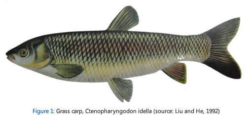 (compete with native fish); the jumpers Black carp eat native