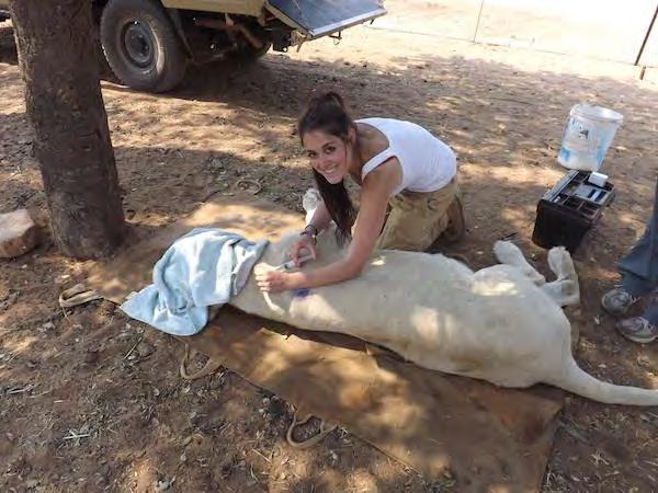 Do Wildlife Veterinary Experiences As a veterinary volunteer, you ll shadow some of Africa s most experienced wildlife vets into the field!