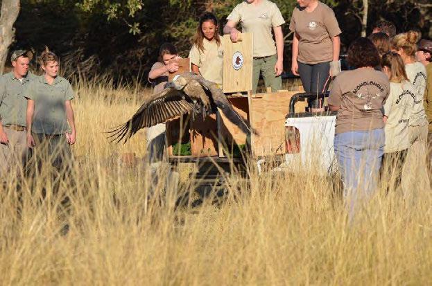 About us Since 1999 Opportunity to experience conservation work in southern Africa on game and nature