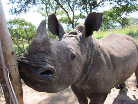 movements of rhino Learn about the rhino