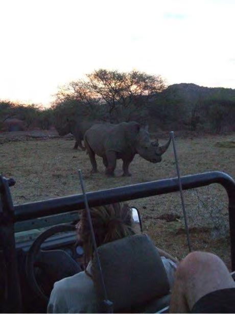 rhino in a specialist rhino
