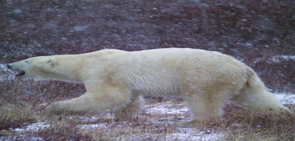 WWF s Circumpolar Human-Polar Bear