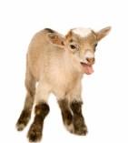 Livestock Project Information Sheep & Goat Weigh-In Saturday, April 11, 2015 Jefferson County Fairgrounds State Fair Animals between 10:00-11:00 AM for retinal imaging.