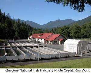 Quilcene National