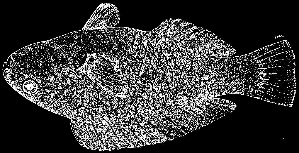 click for previous page Perciformes: Labroidei: Scaridae 3477 Chlorurus japanensis (Bloch, 1789) (Plate VIII, 57 and 58) En - Palecheek parrotfish; Sp - Loro rostro