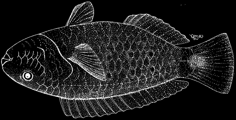 3478 Bony Fishes Chlorurus oedema (Snyder, 1909) En - Knothead parrotfish.