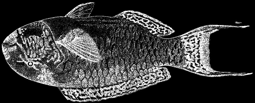 Perciformes: Labroidei: Scaridae 3479 Chlorurus strongylocephalus (Bleeker, 1854) (Plate VIII, 63) En - Indian Ocean steephead parrotfish. Maximum size about 48.
