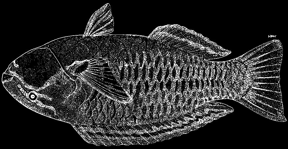 The 2 species are closely related species in a 3-species complex all previously known as C. gibbus (named after the Red Sea form).