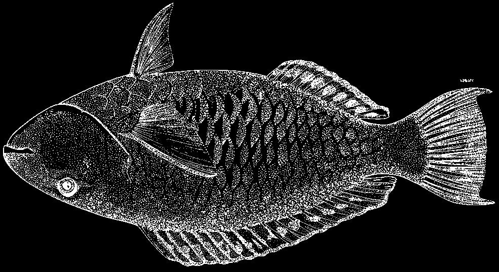 The similar and closely related Indian Ocean species Hipposcarus harid may overlap in the extreme western regions of