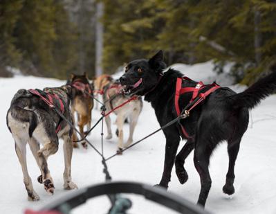 DOG SLEDDING Cold Fire Creek Dog sledding is located in Valemount, BC, just over an hour s drive from Jasper.