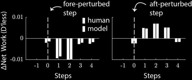 Figure 4-5. Changes in net work relative to the control step (step -1) are compared between model (purple bars) and human (black bars) in the perturbed step and the 4 steps after the perturbed steps.