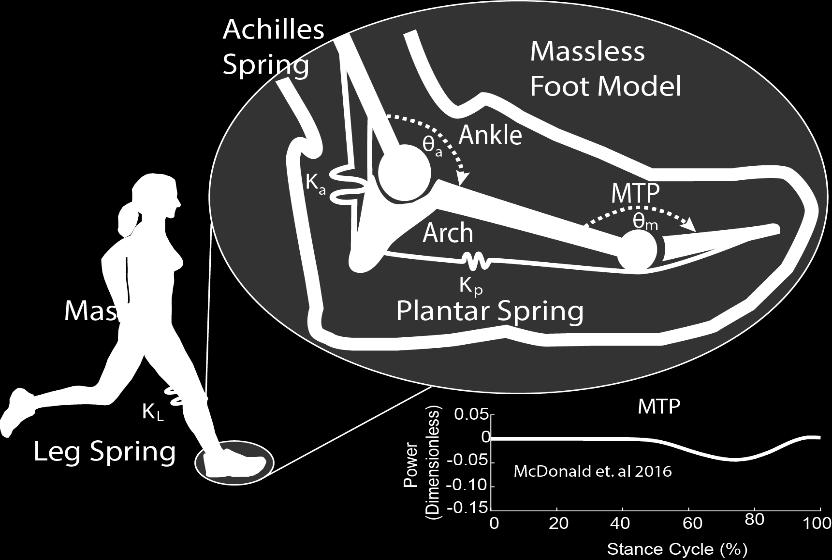 As shown in the plot of MTP joint power during stance, the MTP appears to mostly absorb energy during human running during the push-off phase.