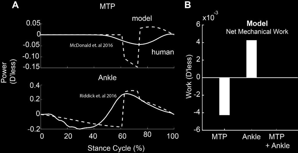 The MTP joint of the model behaves similarly, except there is more positive work. In both human and model, the ankle does negative work followed by positive work.