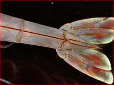 misidentify shrimp to species.