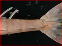 brown shrimp) Non-grooved (native white shrimp and