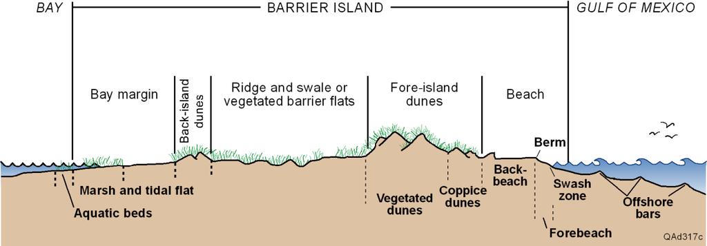 Figure 3. Schematic cross section of Mustang Island about 2 miles across, illustrating the major environments. Dune heights may exceed 25 feet. DUNES: At the back of the beach are sand dunes (fig. 4).