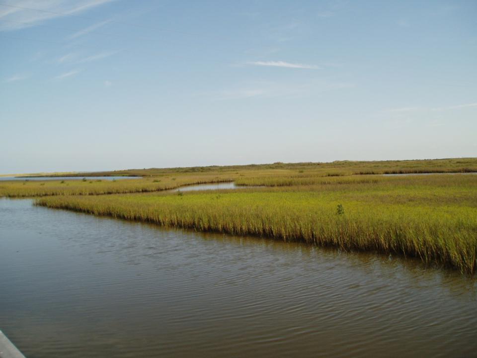 Figure 6. Salt marsh at the edge of Fish Pass on Mustang Island.