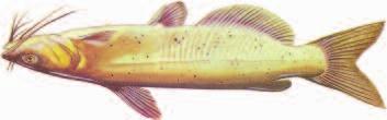 common fish of