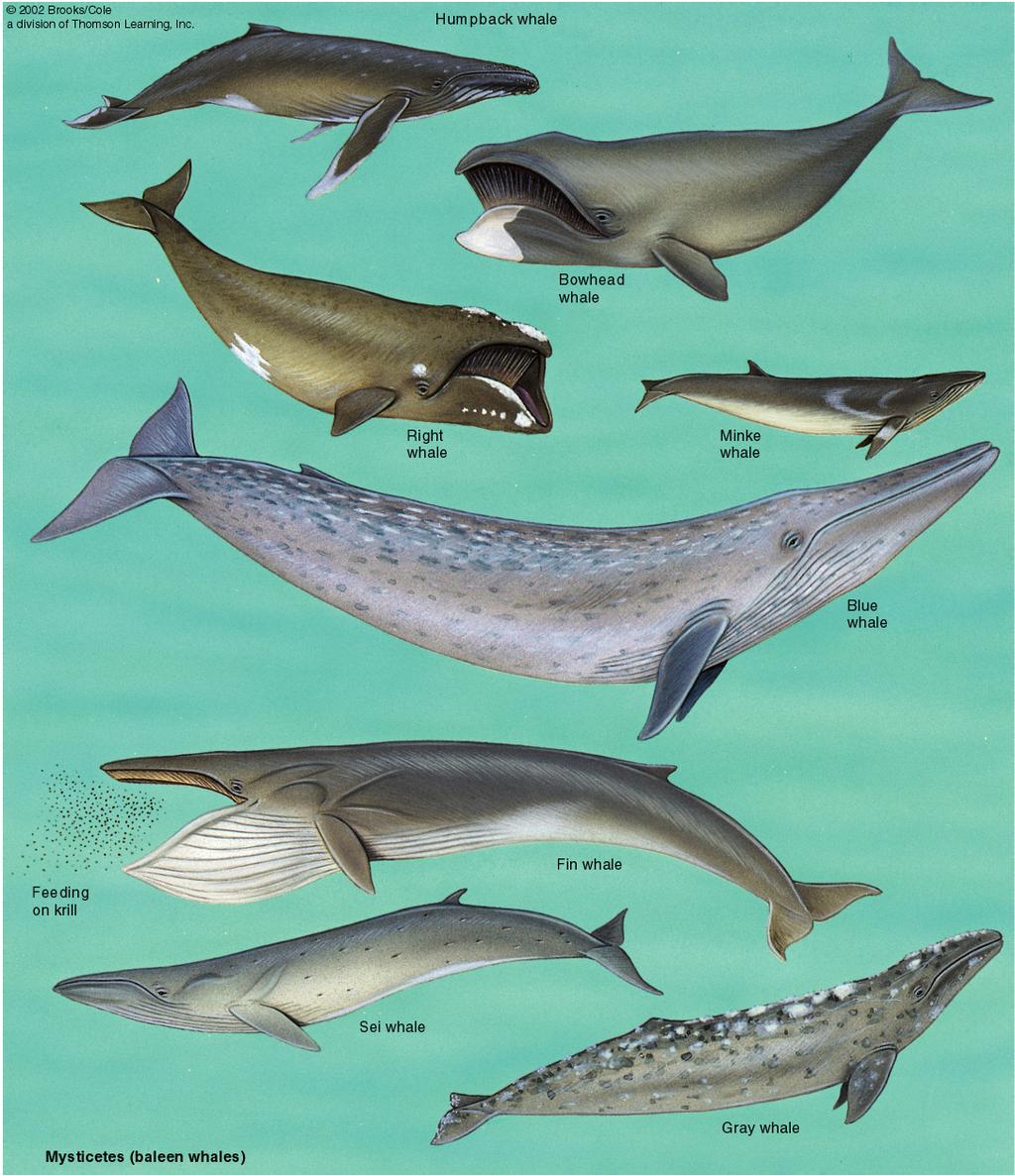 Mysticetes (baleen whales) Use complex