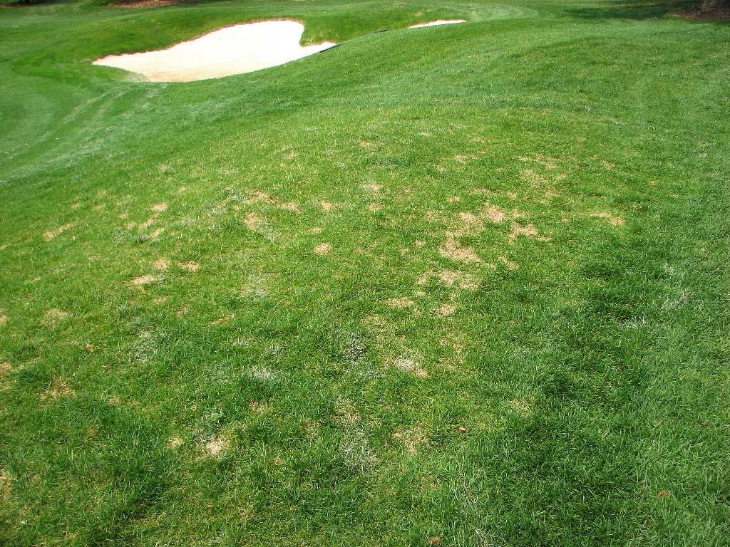 and early May. This will allow additional opportunities to apply Fusilade and broadleaf herbicides to eliminate weeds for these areas. 4. Rough Sodded Areas.