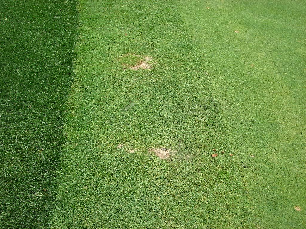 The other option to consider for your collars is to slightly increase fertility. The collars receive an exceptional amount of traffic compared to the putting greens as a whole.