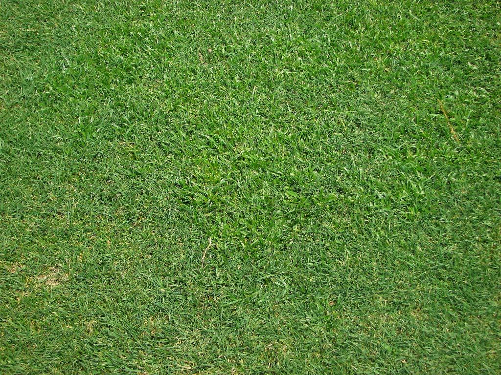 prevent crabgrass plants from becoming so large that they crowd out creeping bentgrass turf. Acclaim should keep crabgrass less noticeable.