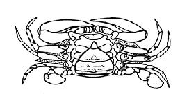 Blue Crab mature male mature female Size: Minimum 5-inch carapace width (point-topoint) Remarks: The blue crab s scientific name, Callinectus