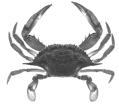 These are considered swimming crabs, as the ends of the fifth pair of legs are paddle-like, allowing a blue crab to swim rather than crawl on