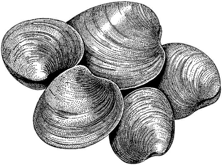 Clams Limit: ½ US bushel per person, per day Size: 1-inch minimum thickness Remarks: Clams occur in groups in where the bottom is a mixture of sand and shell material.