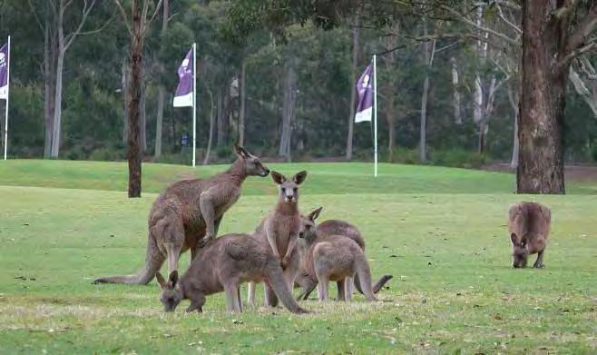 Golf Golf Gangurru Golf Course The 18-hole par 72 championship course is 6311 metres long and is consistently rated in the top 100 Public Access Golf Courses in Australia.