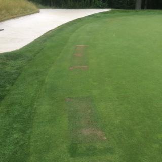 The expansions of these areas should be slowly lowered in height of cut, aerified and topdressed often to allow the turf to acclimate to green surfaces.