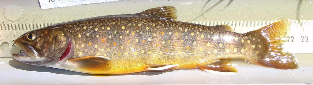Introduced Brook Trout