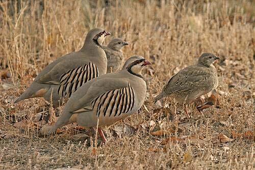 CHUKAR PARTRIDGE Season Structure and Limits The 2013-14 chukar partridge season extended from October 12, 2013 February 2, 2014 and was the same length in total at the prior season (114 days).