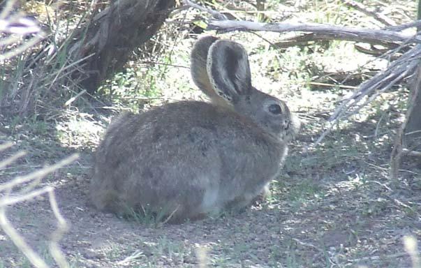 120,000 Nevada Rabbit Harvest Information (1980-2013) 14,000 100,000 80,000 Harvest 60,000 40,000 20,000 12,000 10,000 8,000 6,000 4,000 2,000 Hunter Numbers 0 0 Year # of Rabbit Harvest Figure 9.