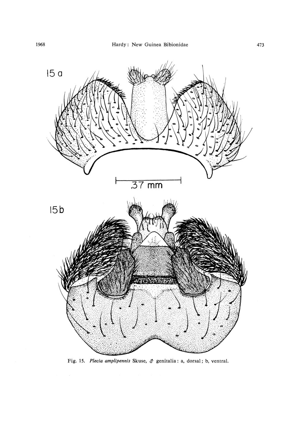 1968 Hardy: New Guinea Bibionidae 473 15b