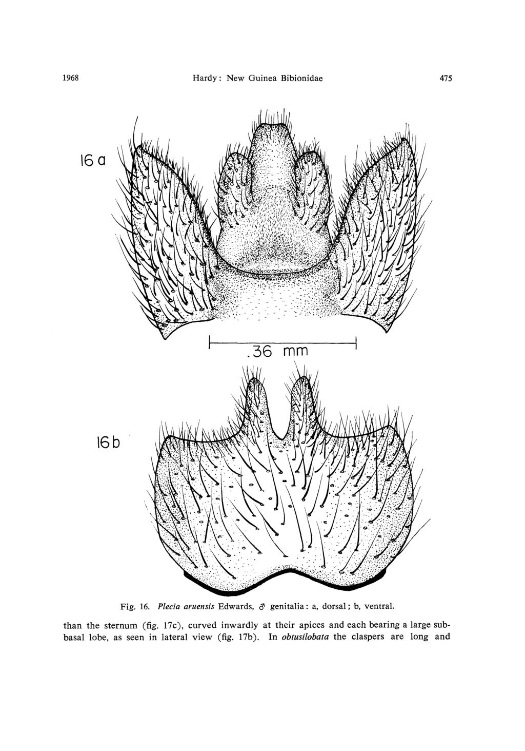 1968 Hardy: New Guinea Bibionidae 475 Fig. 16. Plecia aruensis Edwards, # genitalia: a, dorsal; b, ventral. than the sternum (fig.