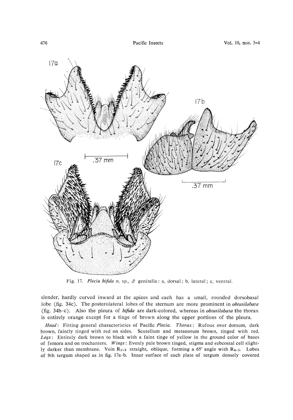 476 Pacific Insects Vol. 10, nos. 3-4 Fig. 17. Plecia bifida n, sp., ct genitalia : a, dorsal; b, lateral; c, ventral.