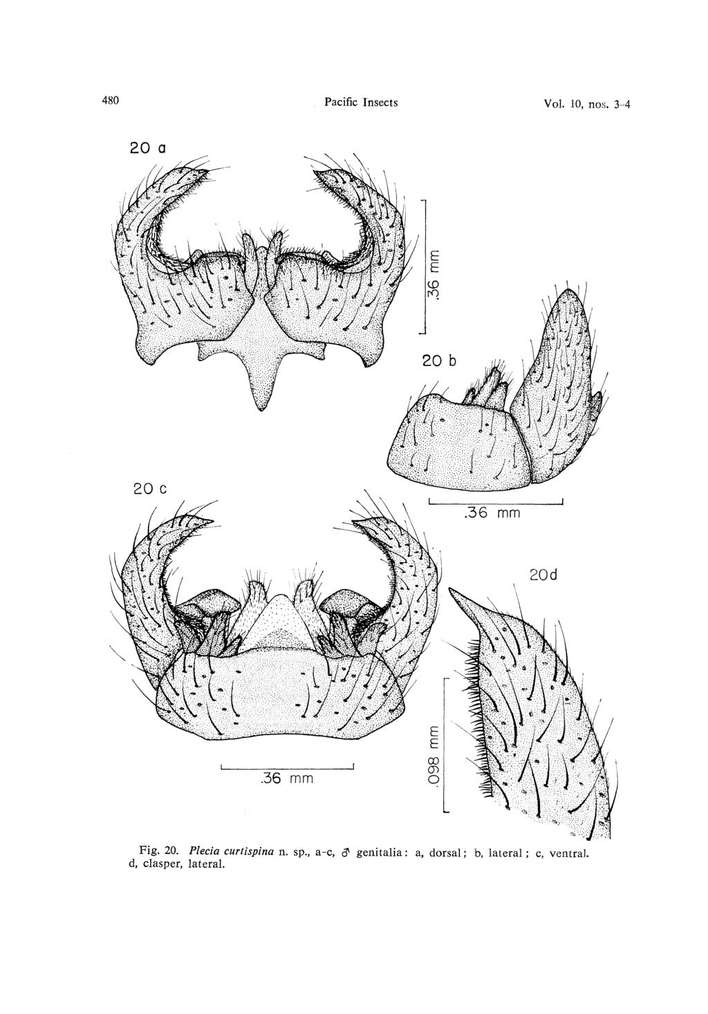 480 Pacific Insects Vol. 10, nos. 3-4 20 a Fig. 20. Plecia curtispina n. sp.
