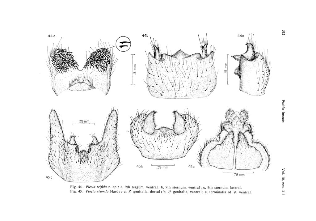 44 a 44b Fig. 44. Plecia trifida n. sp.