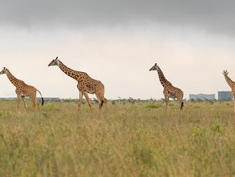 Expect the extraordinary The Emakoko Nairobi National Park, Kenya Day 1 Upon
