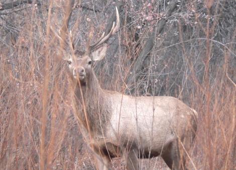 Single Species Instruments Bukhara deer MoU Signed in 2001 by four Range States