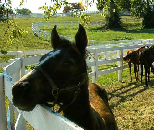 HORSE FARMS Spend the morning traveling through the scenic hillsides of the Bluegrass country to a renowned award winning Thoroughbred stallion farm.