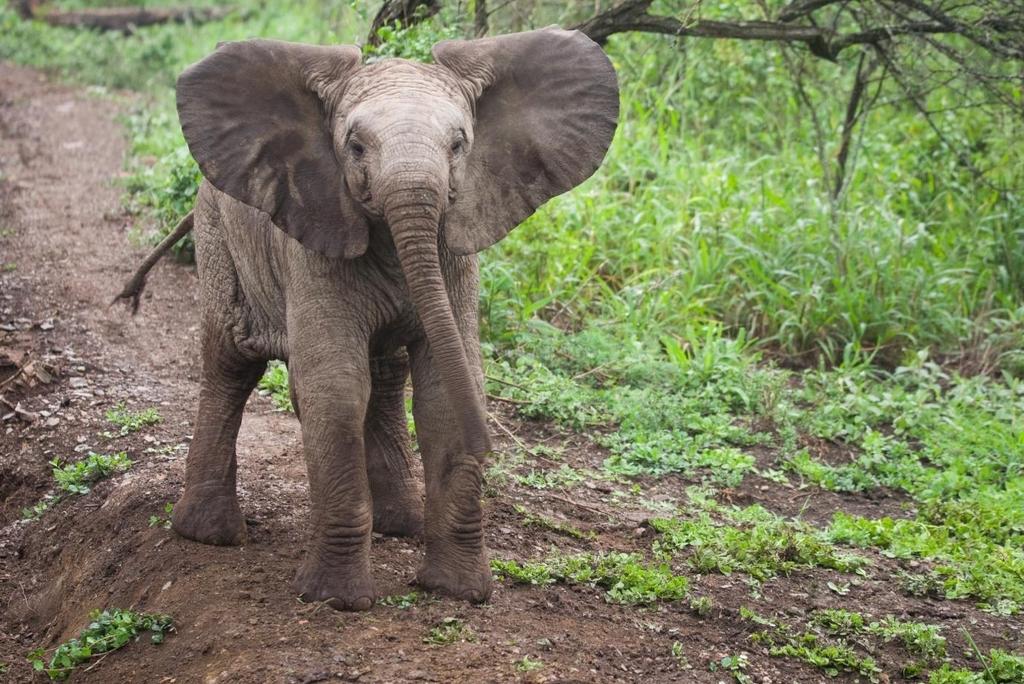 Here is a picture of a baby elephant. Its mother has to teach it how to use its trunk to pick things up and feed itself.